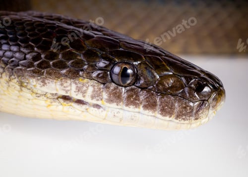 Preview: water python