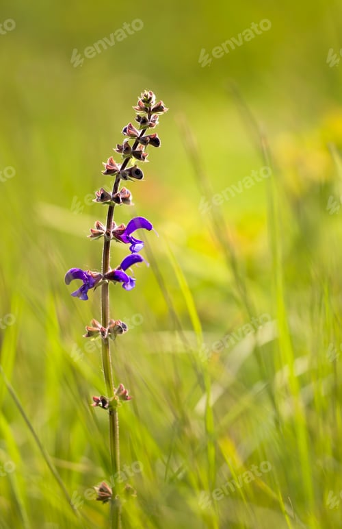 Preview: Blooming salvia herbal