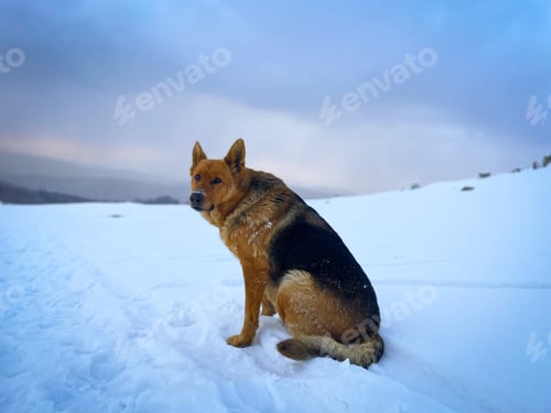 Preview: Selective focus of cute German shepherd dog in the mountains sitting in the snow on a cloudy day