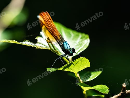 Preview: Closeup shot of a Mnais copper winged damselfly on a leaf in a forest near Yokohama, Japan