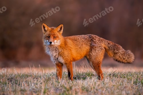 Preview: Fluffy red fox standing on field in autumn morning