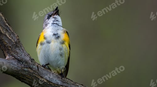 Preview: American Redstart (Setophaga ruticilla)