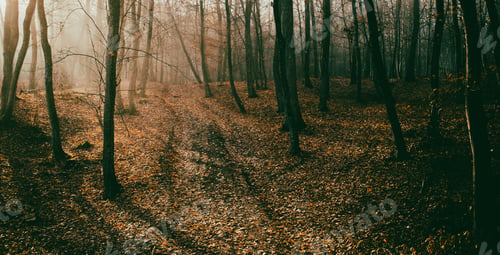 Preview: beautiful foggy forest in autumn