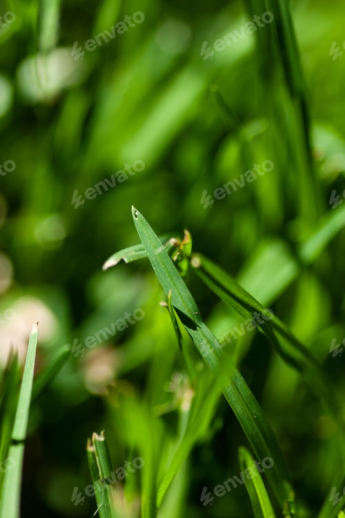 Preview: Plant close up