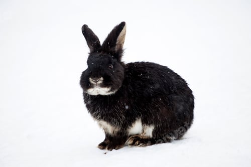 Preview: Rabbit in wintertime