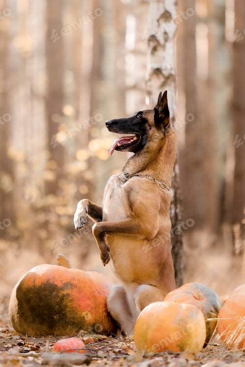 Preview: Malinois dog in the woods with a pumpkin in the background
