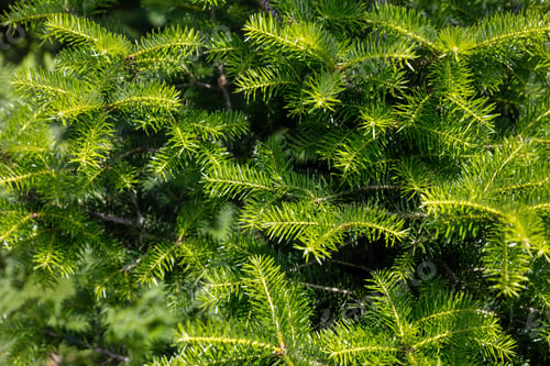 Preview: Fir tree close up. Fresh spruce needle background, Christmas tree foliage in nature, sunny day.