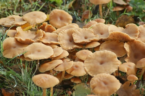 Preview: Cluster of common Brown scurfy twiglet or totally tedious Tubaria furfuracea Mushrooms in Grass