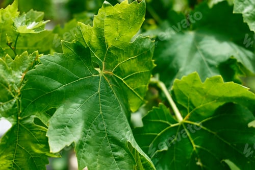Preview: Nature green background of grape leaves. Defocused lush foliage in spring or summer garden.