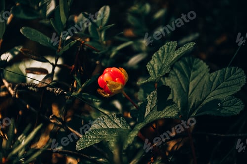 Preview: Northern cloudberry.