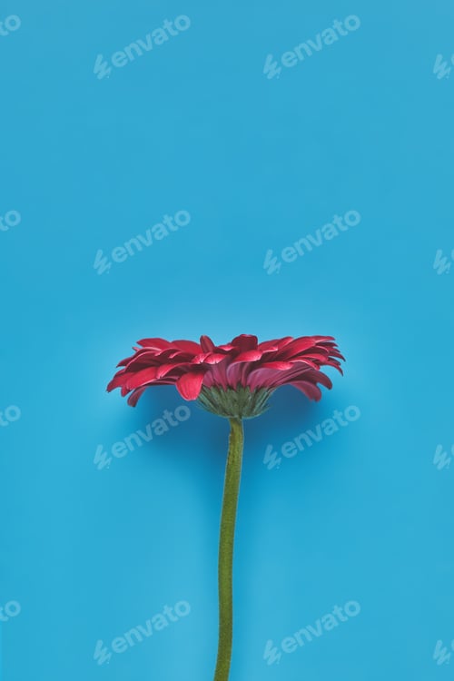 Preview: top view of beautiful single Gerbera flower on blue, mothers day concept