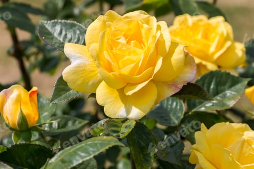 Preview: rose bush, yellow, fresh beautiful roses on a summer day in the botanical garden