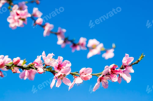 Preview: Peach trees bloom pink and red flowers in spring.