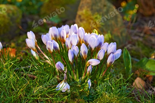 Preview: Beautiful crocus