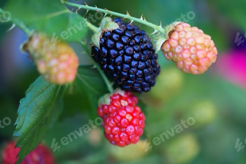 Preview: Closeup of ripe and unripe blackberries isolated on a blurred background