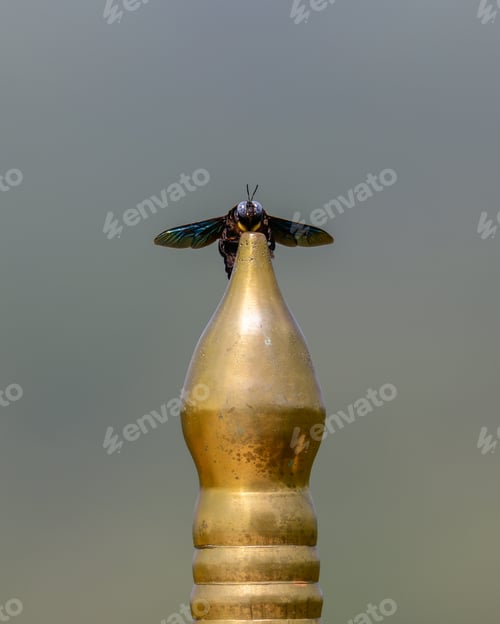 Preview: Tropical carpenter bee perch on the golden fence in the temple.