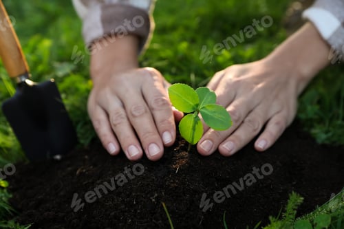 Preview: Woman planting young tree in garden, closeup