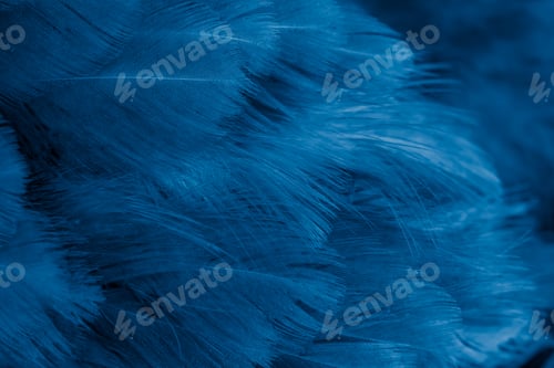 Preview: macro photo of violet hen feathers. background or textura