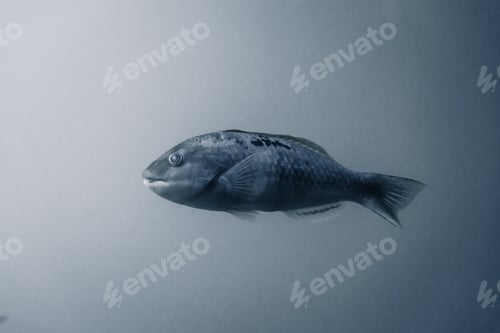 Preview: big fish swimming calm and relaxed at the bottom of the sea seen from the glass of an aquarium