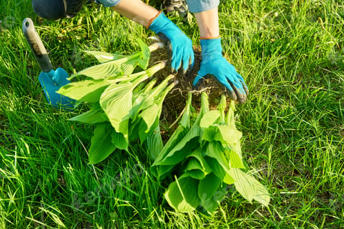 Preview: Close-up of spring dividing and planting bush of hosta plant