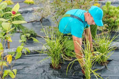 Preview: Man Planting Grass in a Rural Setting