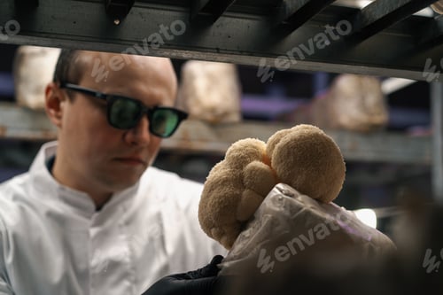 Preview: A mycologist from a mushroom farm grows lion's mane mushrooms scientist white coat checks mushrooms