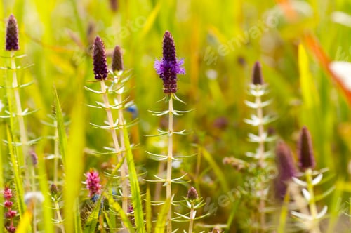 Preview: Beautiful wild flowers in a meadow, Flower background.