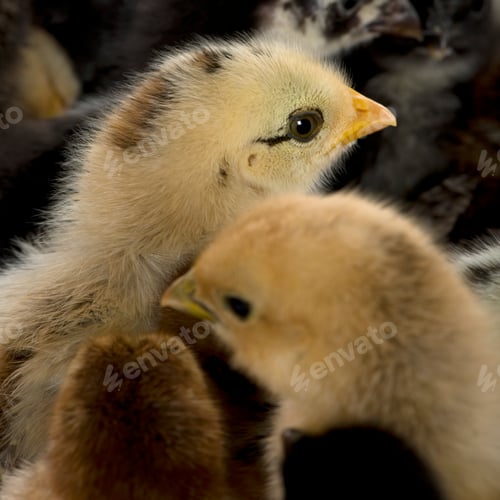 Preview: Close-up of group of chicks