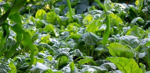 Preview: A personal plot with a garden bed. Farm beds. ecological products. Nature.
