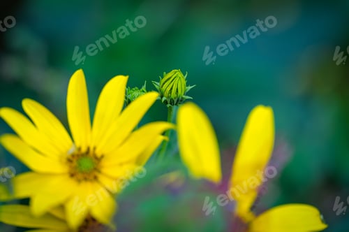 Preview: Vibrant yellow flowers with a green bud