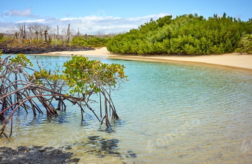 Preview: Landscape of the Galapagos Island with mangroves, Ecuador.