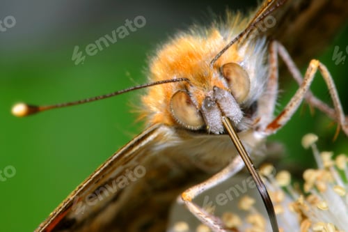 Preview: Butterfly, Sierra de Guadarrama National Park, Spain