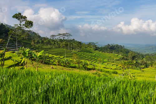 Preview: Rice fields