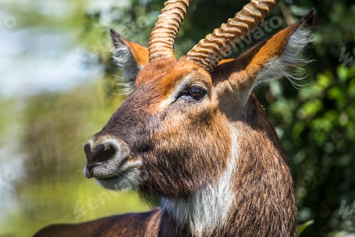 Preview: An elk in the Nakuru National Park. Kenya