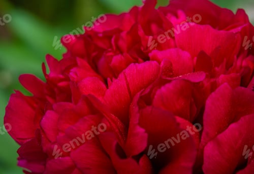 Preview: Red Peony flower. Abstract background of red petals. Red peony flower, close-up with selective focus
