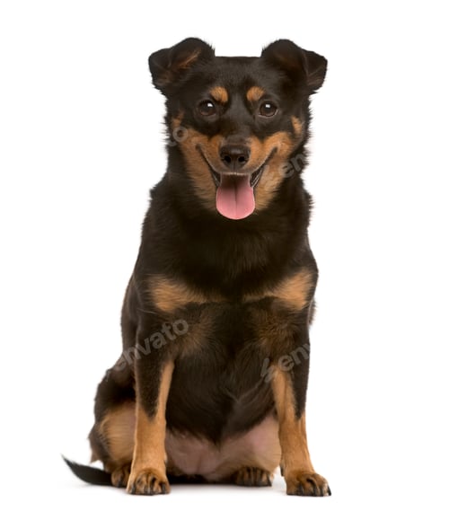 Preview: Crossbreed puppy sticking the tongue out, isolated on white