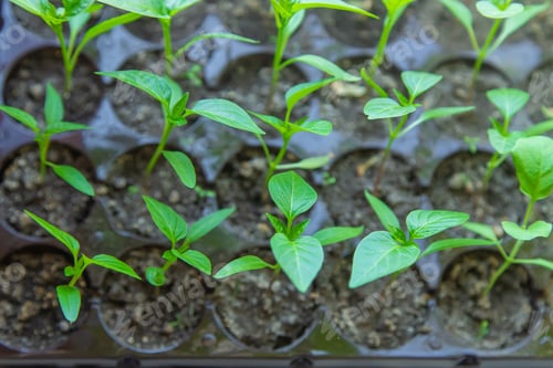 Preview: Small seedlings growing in a growing tray