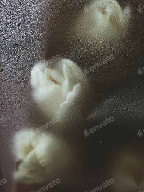 Preview: Tulips under the film with water droplets