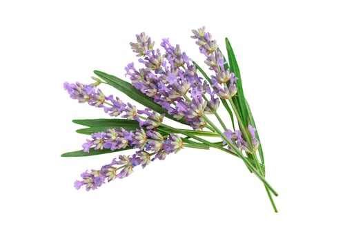 Preview: Lavender flowers with green leaves arranged together, on white