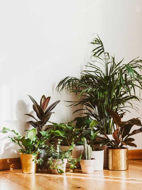 Preview: Interior of with many different houseplants. Interior with plants in living room on the floor.