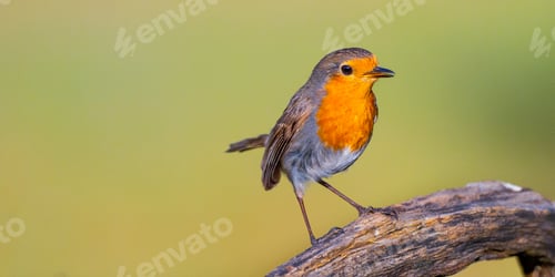 Robin