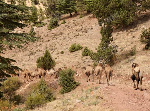 Preview: Nomadic Life. Camels.