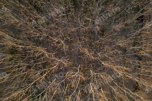 Preview: Aerial view of a forest with bare trees in the winter season