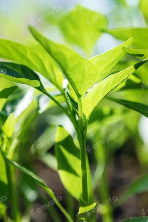 Preview: Young Pepper Seedlings in Backlit.
