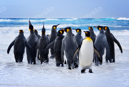 Preview: King Penguins