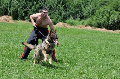 Preview: Dog Training