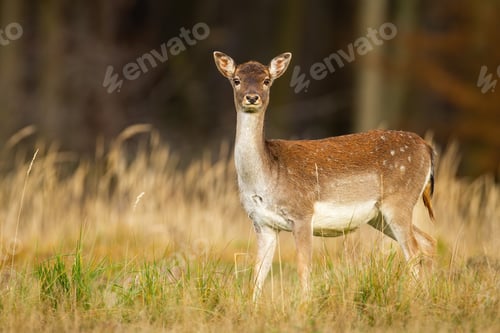 Preview: Alert fallow deer hind looking into camera on a meadow with forest in background