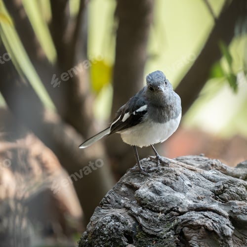 Preview: Oriental magpie-robin avian resting on a stone beside a majestic tree