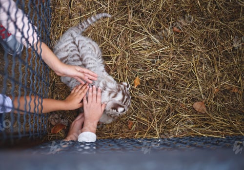 Preview: small children's hands through the bars stroking a tiger cub in the zoo