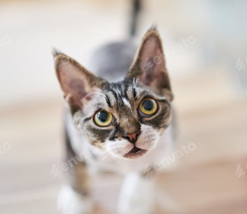 Preview: Canadian Sphinx looking into camera